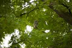 猫头鹰雅典noctua坐着分支大树