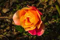 精致的色彩斑斓的玫瑰孤立的花园复制空间玫瑰