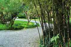 植被类型黑质竹子森林花园