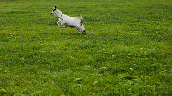发现了山羊大角黄色的眼睛放牧草地有趣的山羊皮带吃绿色草牲畜山羊放牧牧场动物肖像角质山羊吃草场