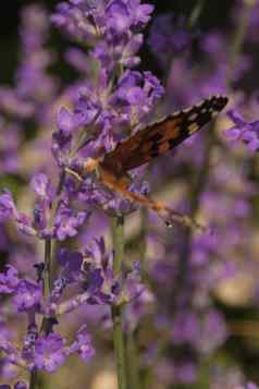 黑橙蝴蝶蜂巢荨麻疹坐在小淡紫色野花蝴蝶昆虫自然栖息地特写镜头自然照片散景变量焦点