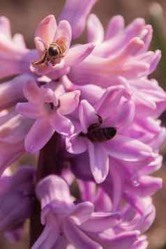 粉红色的风信子花序蜜蜂特写镜头橙色散景蜜蜂收集花蜜花粉春天花明亮的色彩斑斓的春天照片复制空间垂直领带故事格式