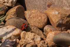 Pyrrhocoris阿普特鲁斯红黑错误甲虫坐在阳光照射的石头昆虫栖息地昆虫学昆虫研究生物学动物学野生