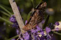黑橙蝴蝶蜂巢荨麻疹坐在小淡紫色野花蝴蝶昆虫自然栖息地特写镜头自然照片散景变量焦点