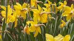 黄色的那喀索斯水仙花特写镜头背景绿色树叶日益增长的春天年轻的那喀索斯水仙花花早期春天阳光明媚的一天公园花园