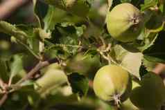 生绿色苹果树分支特写镜头背景绿色树叶生态自然食物多汁的水果成分烹饪食物有机食物培养传统的农业园艺素食主义者素食者生食物产品