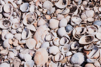 贝壳海洋软体动物环保自然来源钙小海贝壳散<strong>射光</strong>贝壳生态背景保护海洋海洋保护自然生态