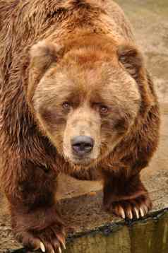 灰熊棕色（的）熊相机动物园