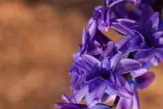 紫色的蓝色的淡紫色风信子花序特写镜头橙色散景背景明亮的色彩斑斓的春天水平景观照片复制空间