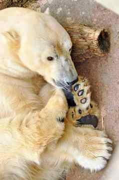 极地白色熊睡觉岩石动物园