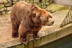 灰熊棕色（的）熊人动物园