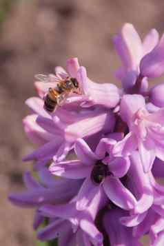 粉红色的风信子花序蜜蜂特写镜头橙色散景蜜蜂收集花蜜花粉春天花明亮的色彩斑斓的春天照片复制空间垂直领带故事格式
