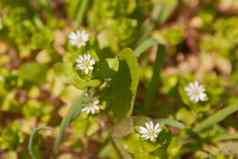 铈甘菊黛西新鲜的年轻的绿色树叶小白色春天花简单的景观装饰后院园艺花卉栽培日益增长的简单的花植物