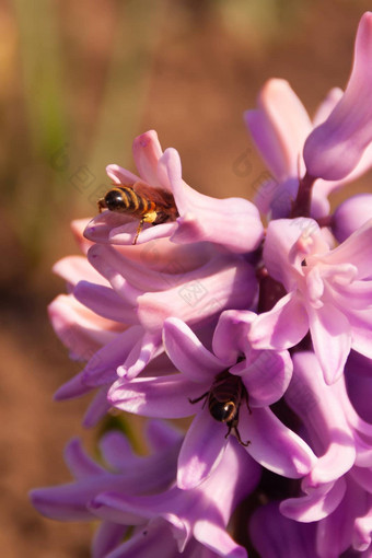 粉<strong>红色</strong>的风信子花序蜜蜂特写镜头橙色散景蜜蜂收集花蜜花粉春天花明亮的色彩斑斓的春天照片复制空间垂直领带<strong>故事</strong>格式