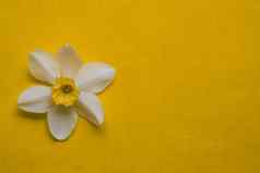 水仙花那喀索斯花序明亮的黄色的春天色彩斑斓的背景复制空间文本模板空白春天卡片横幅