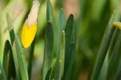 黄色的那喀索斯水仙花巴德特写镜头背景绿色树叶春天年轻的那喀索斯水仙花花早期春天阳光明媚的一天