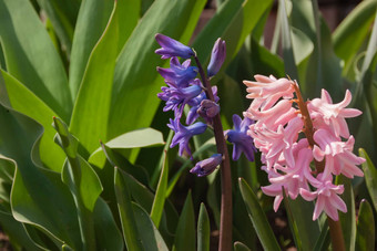 粉红色的紫色的淡紫色蓝色的风信子花特写镜头生长花园公园温柔的美丽的春天花新鲜的树叶明亮的色彩斑斓的春天照片复制空间景观水平格式