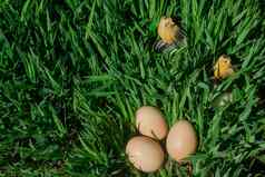 复活节鸡蛋绿色多汁的草可爱的黄色的鸟雕像复活节蛋狩猎孩子们有趣的色彩斑斓的春天照片快乐复活节背景