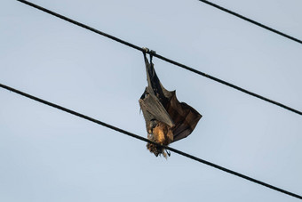 蝙蝠触电死挂电电线