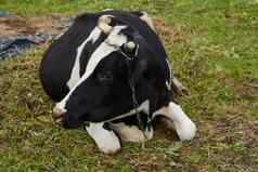 好奇的乳制品牛站牧场乳制品牛好奇的乳制品牛