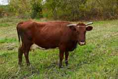 乳制品牛农村乳制品牛好奇的乳制品牛