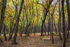 秋天秋天森林野生秋天树黄色的红色的叶子