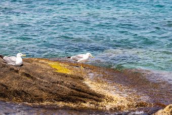 海鸥岩石水曼德拉基港口罗兹