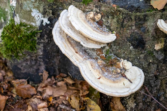 白色伍迪蘑菇蘑菇未来树树干森林