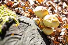 黄色的蘑菇关闭未来叶子莫斯分支机构山树