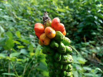 <strong>魔芋</strong>芸蜉种子suwegporang大象脚山药怀特斯波特巨大的阿鲁姆自然背景