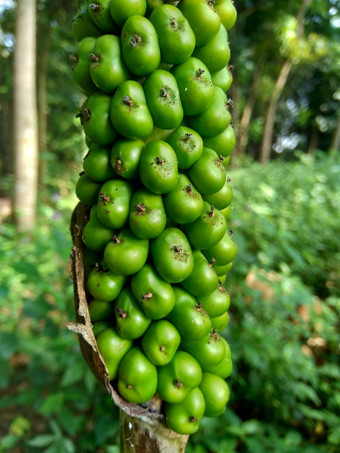 <strong>魔芋</strong>芸蜉种子suwegporang大象脚山药怀特斯波特巨大的阿鲁姆自然背景