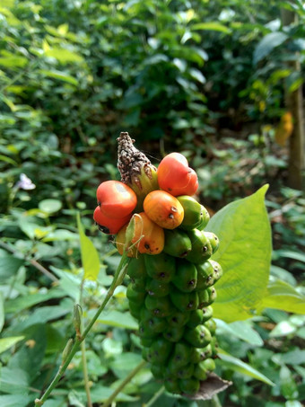 <strong>魔芋</strong>芸蜉种子suwegporang大象脚山药怀特斯波特巨大的阿鲁姆自然背景