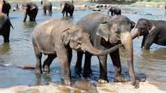 年轻的大象爱有爱心的河
