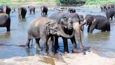 年轻的大象爱有爱心的河