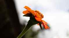 橙色黛西闪亮的花瓣早....光