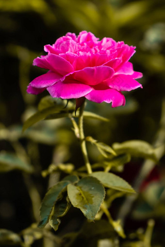 花园玫瑰布鲁姆早期太阳光