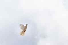 象征和平白色鸽子飞行天空