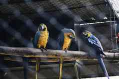 Blue-throated金刚鹦鹉嘈杂的鸟坐着分支
