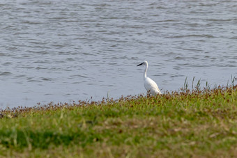 孤独的白色白鹭鸟钓鱼湖岸晚上