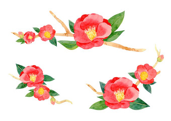 红色的山茶花粳稻花叶子孤立的白色背景日本椿本象征爱水彩手绘画插图