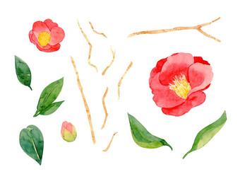 红色的山<strong>茶花</strong>粳稻花叶子孤立的白色背景日本椿本象征爱水彩手绘画插图