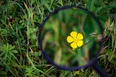 小黄色的花草放大放大玻璃研究研究草地