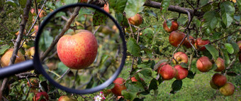 横幅苹果分支扩大放大玻璃背景成熟的苹果分支