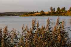 芦苇南极光常见的里德密集的灌木丛日光湖风景模糊背景