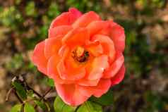 精致的色彩斑斓的玫瑰孤立的花园复制空间玫瑰