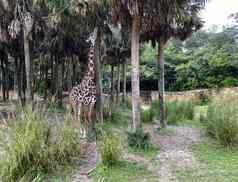长颈鹿放牧树叶子萨凡纳动物园