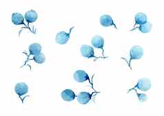 植物集蓝色的浆果水彩手绘画插图