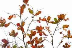 红色的叶子新鲜的叶子sea-almond树
