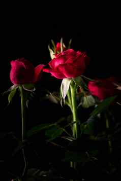 花束美丽的玫瑰特写镜头黑色的背景