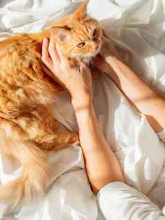可爱的姜猫说谎女人的手毛茸茸的宠物恢复原状床上